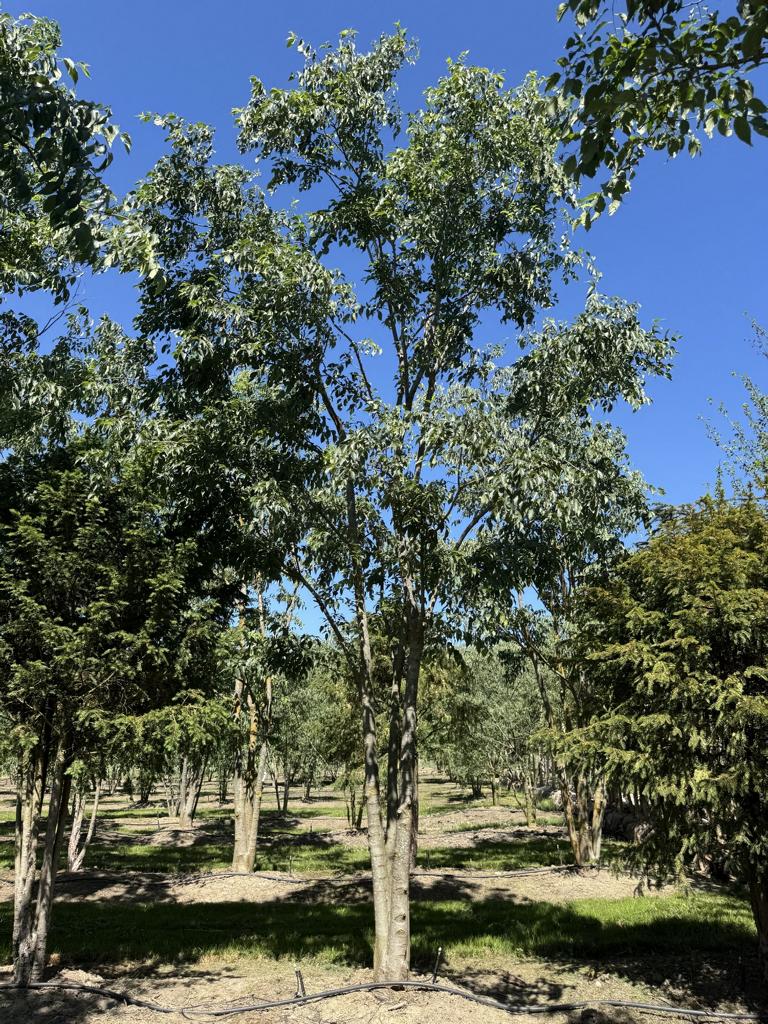 Celtis australis Schirmform