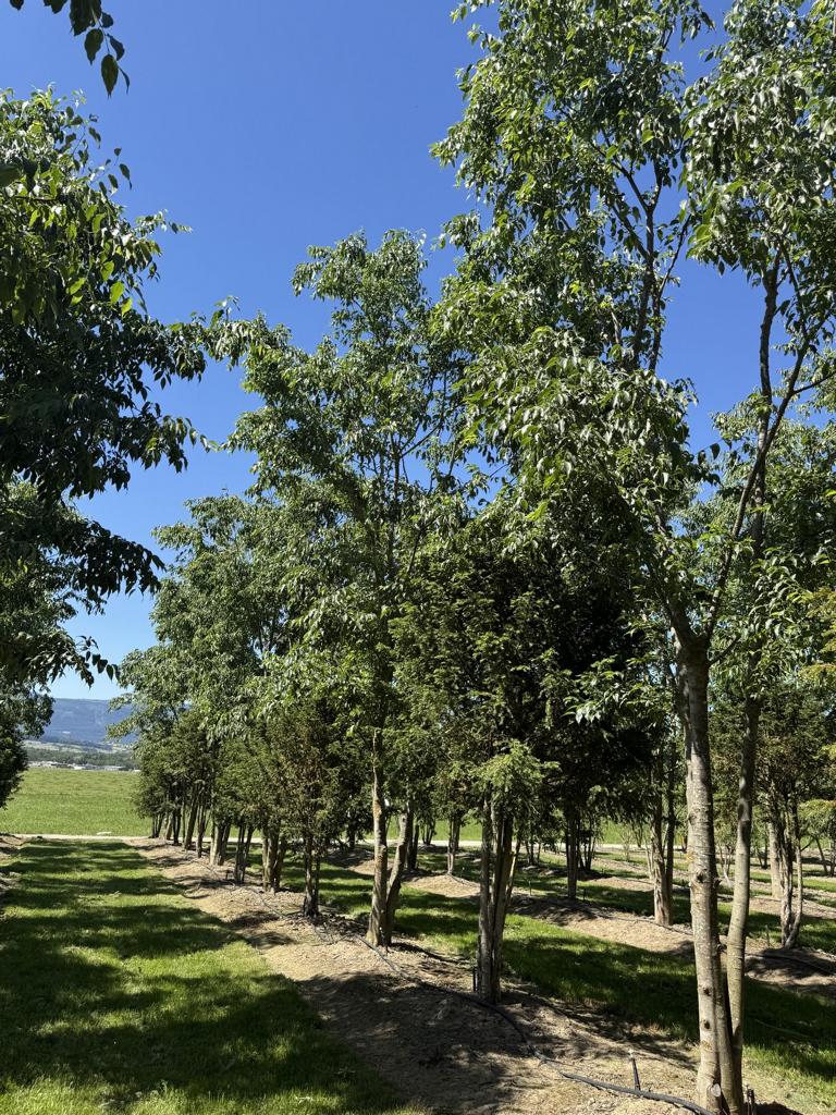 Celtis australis Schirmform