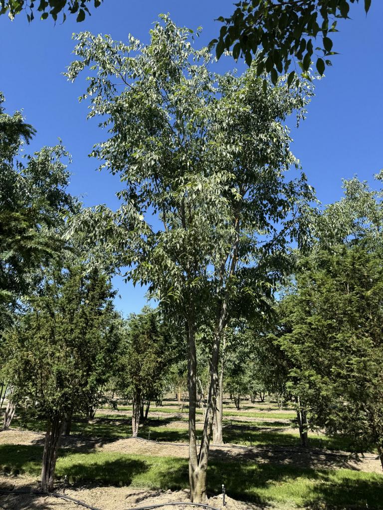 Celtis australis Schirmform