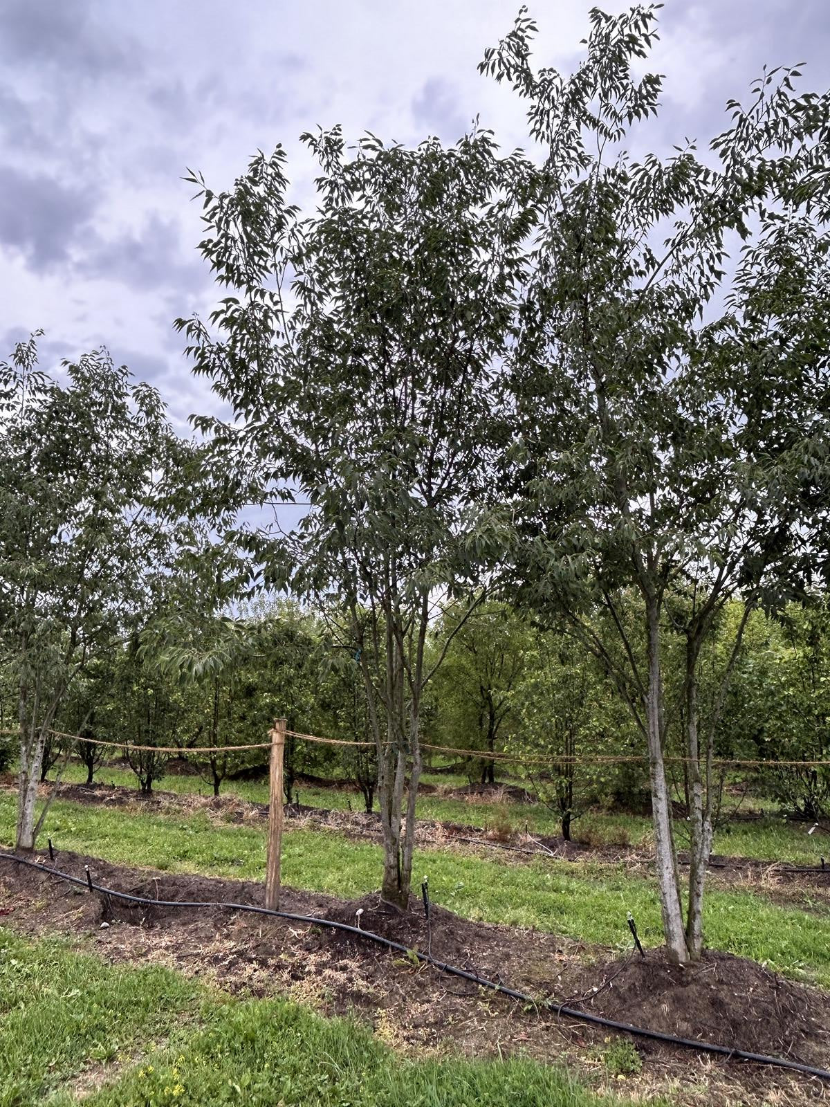 Celtis australis Schirmform