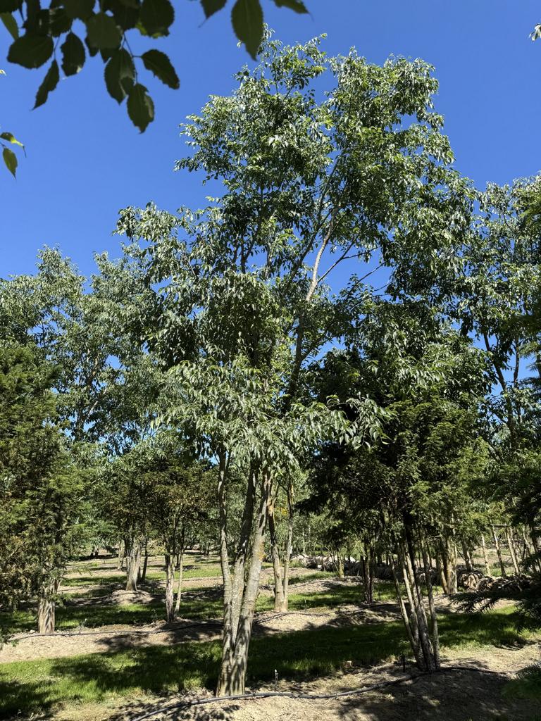 Celtis australis Schirmform