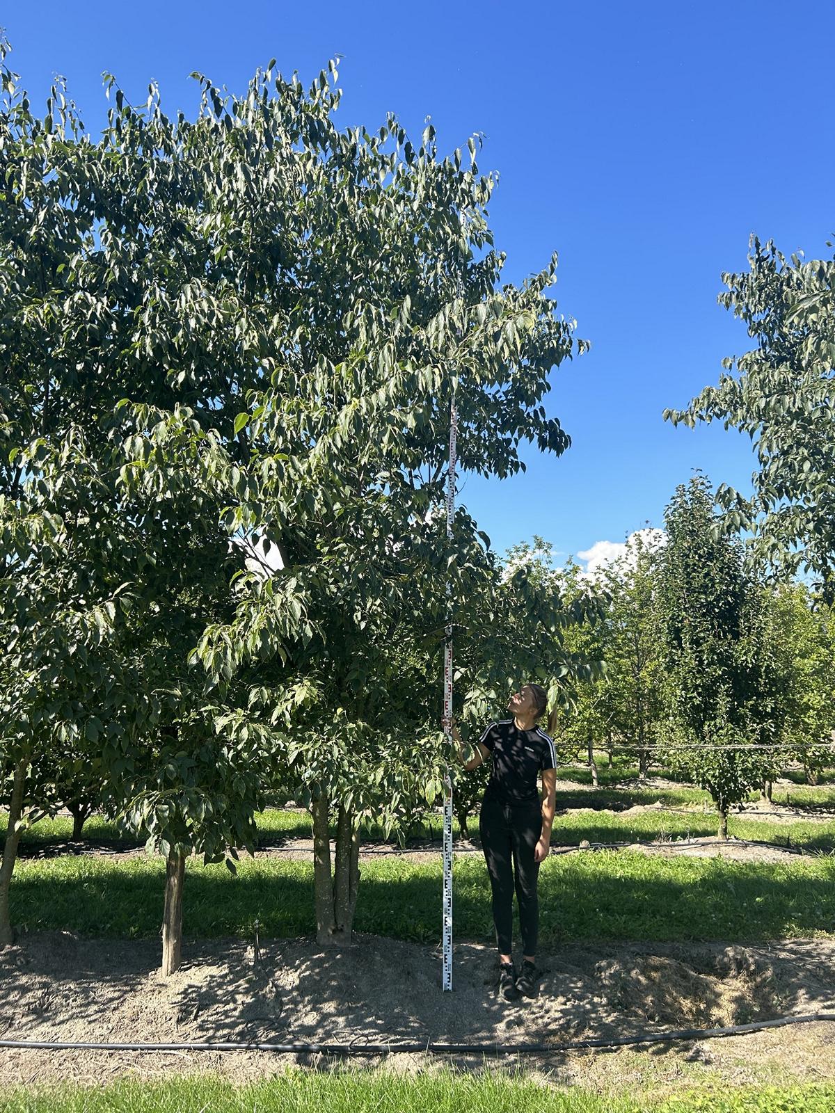 Celtis australis Schirmform