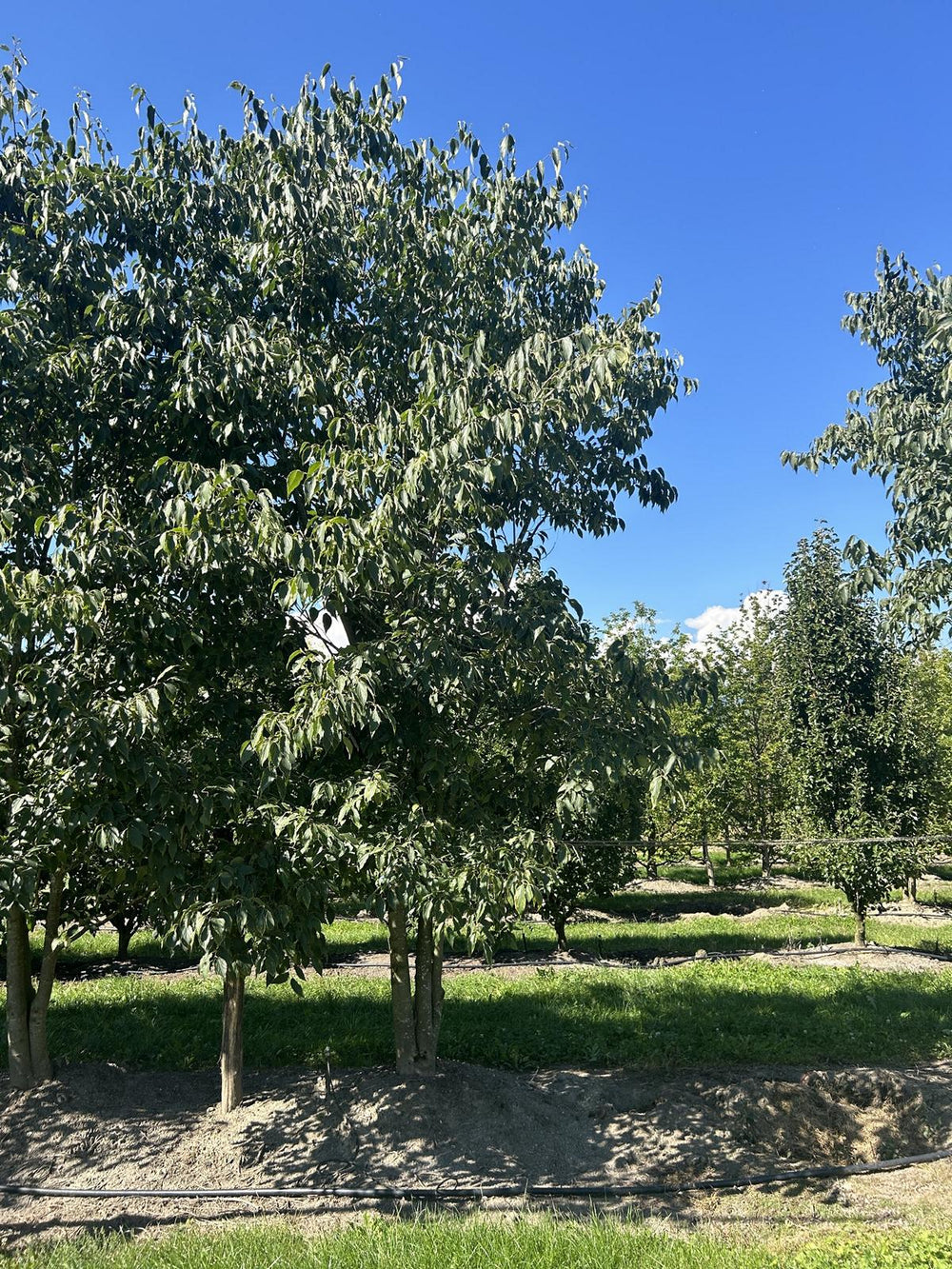 Celtis australis Schirmform