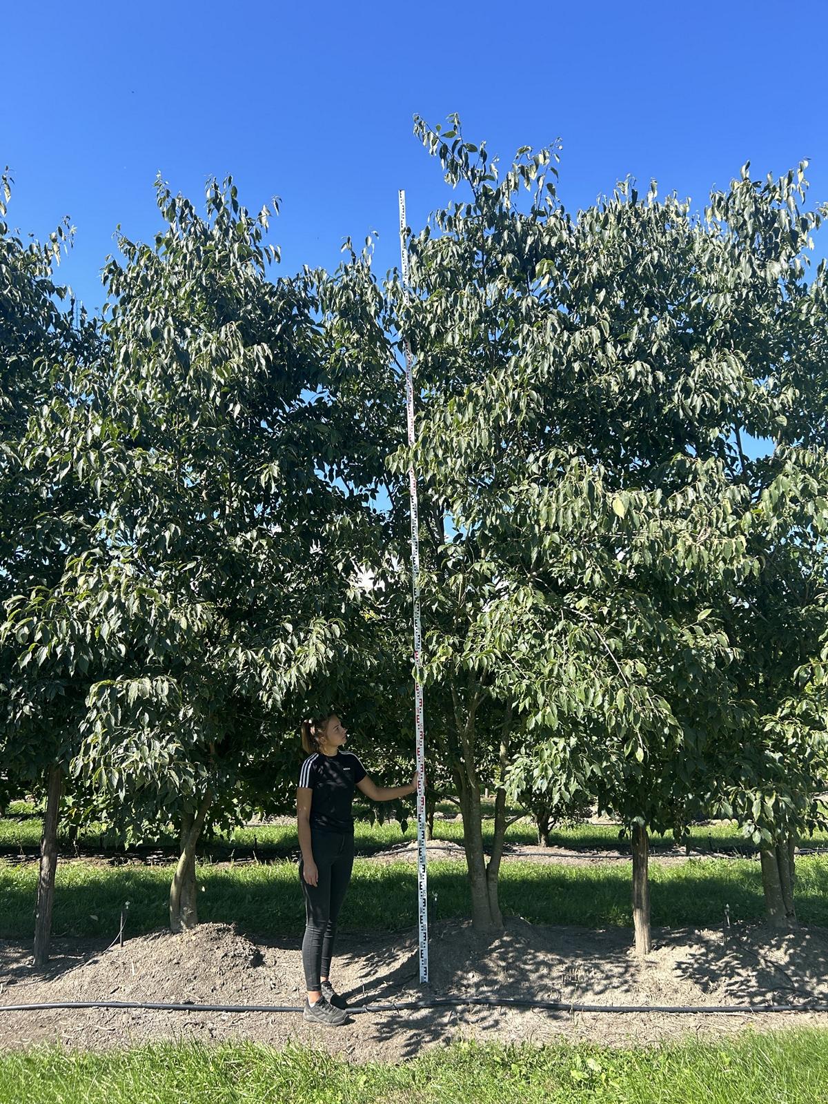 Celtis australis Schirmform