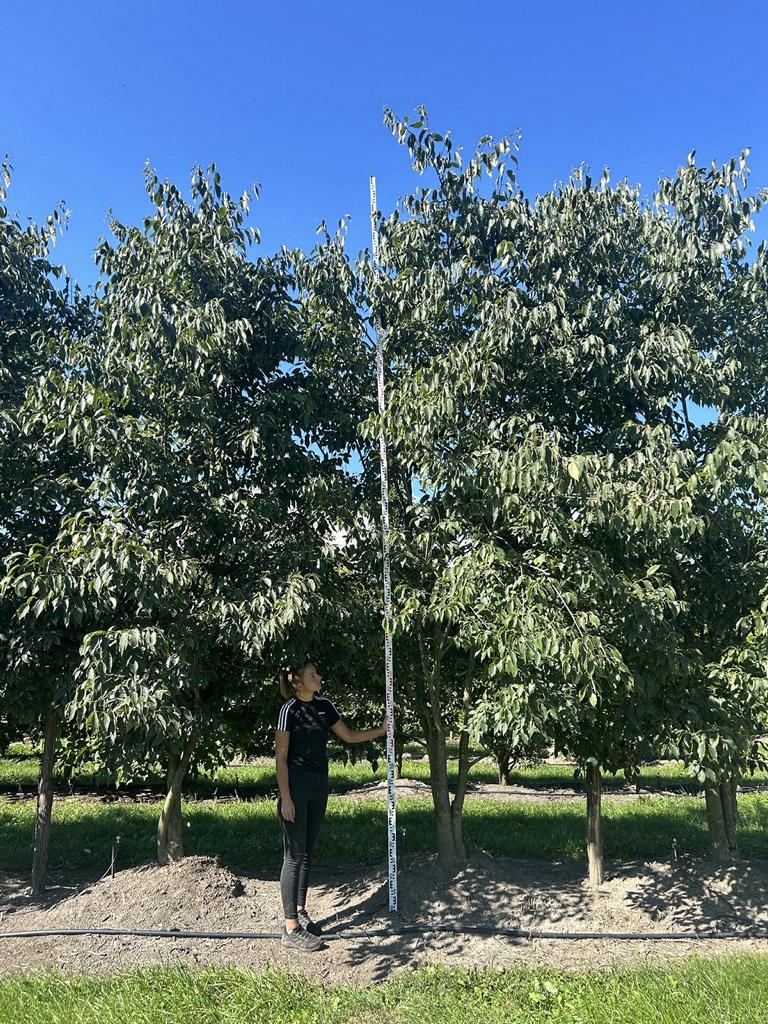 Celtis australis Schirmform