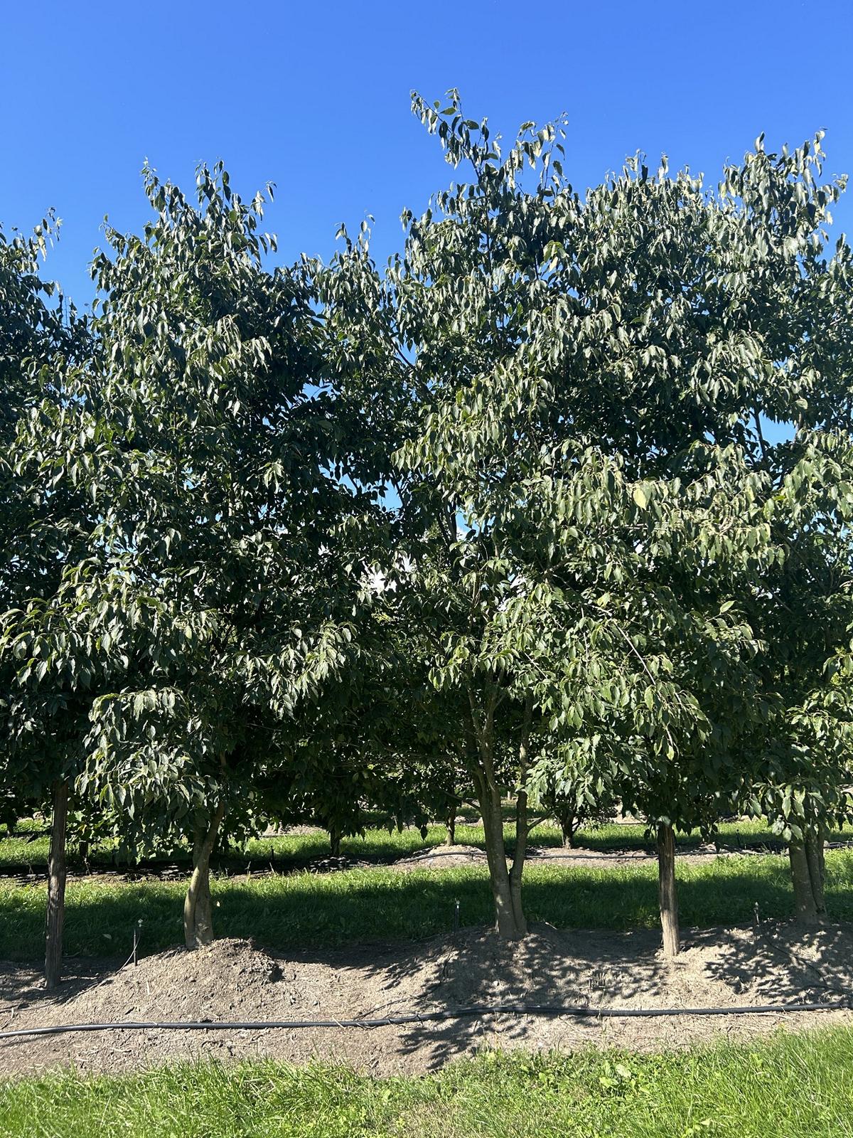 Celtis australis Schirmform