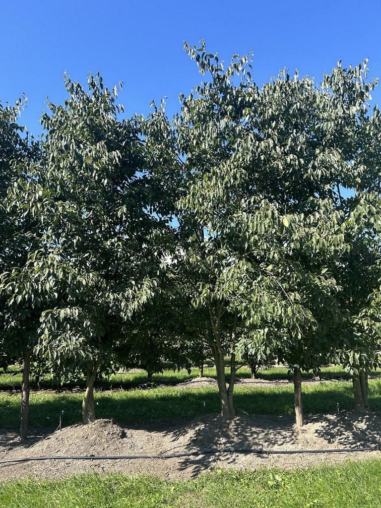 Celtis australis Schirmform
