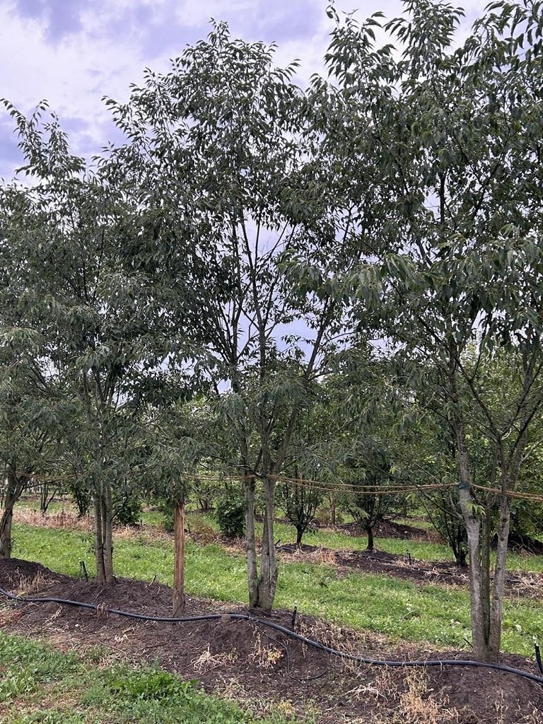 Celtis australis Schirmform
