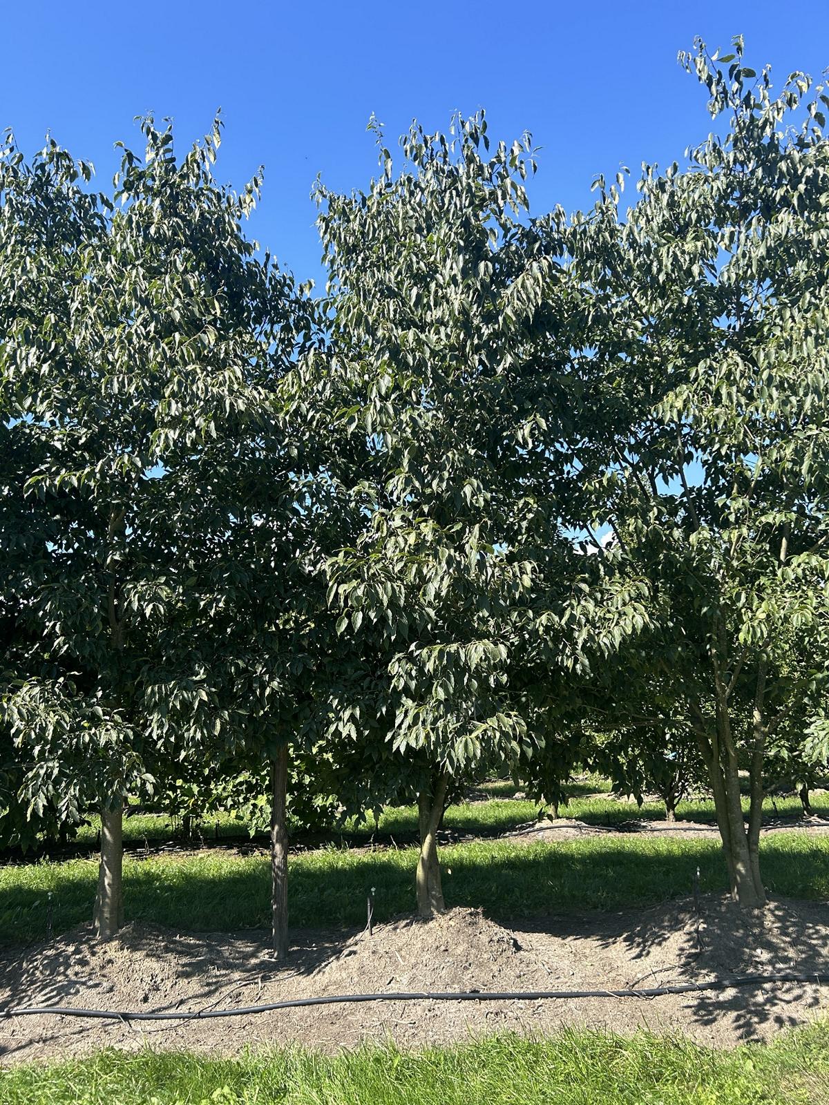 Celtis australis Schirmform