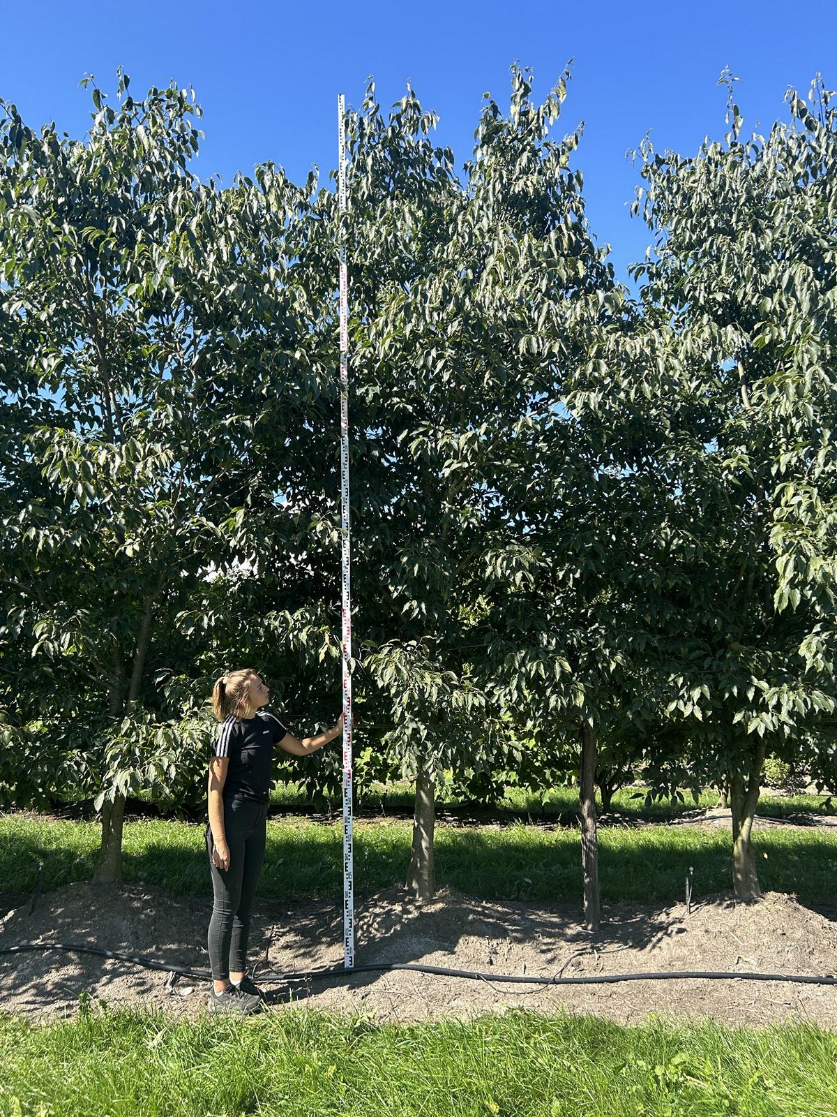 Celtis australis Schirmform