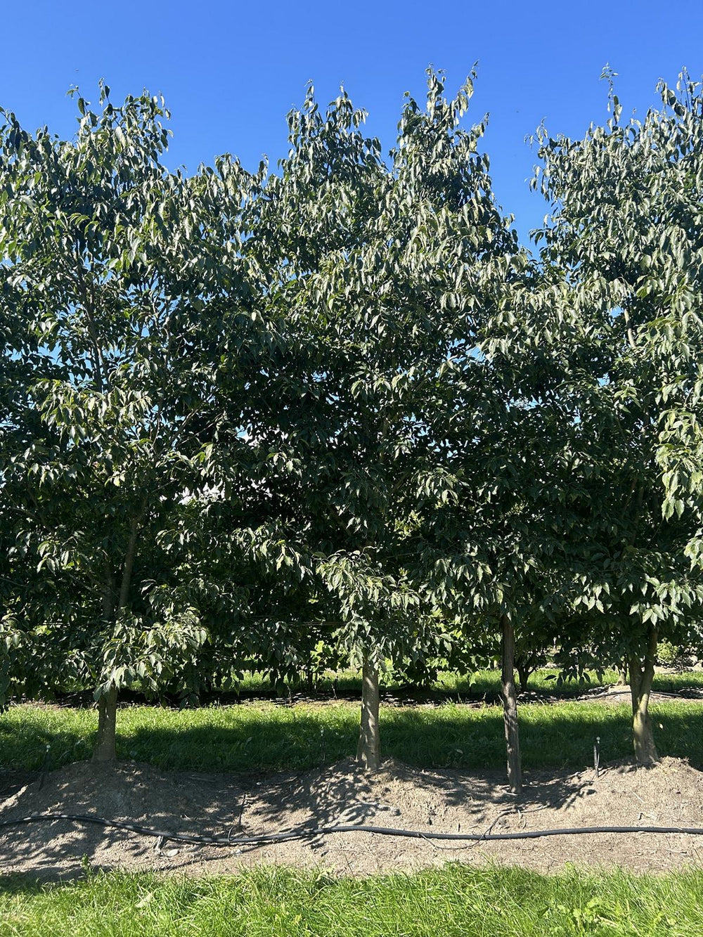 Celtis australis Schirmform