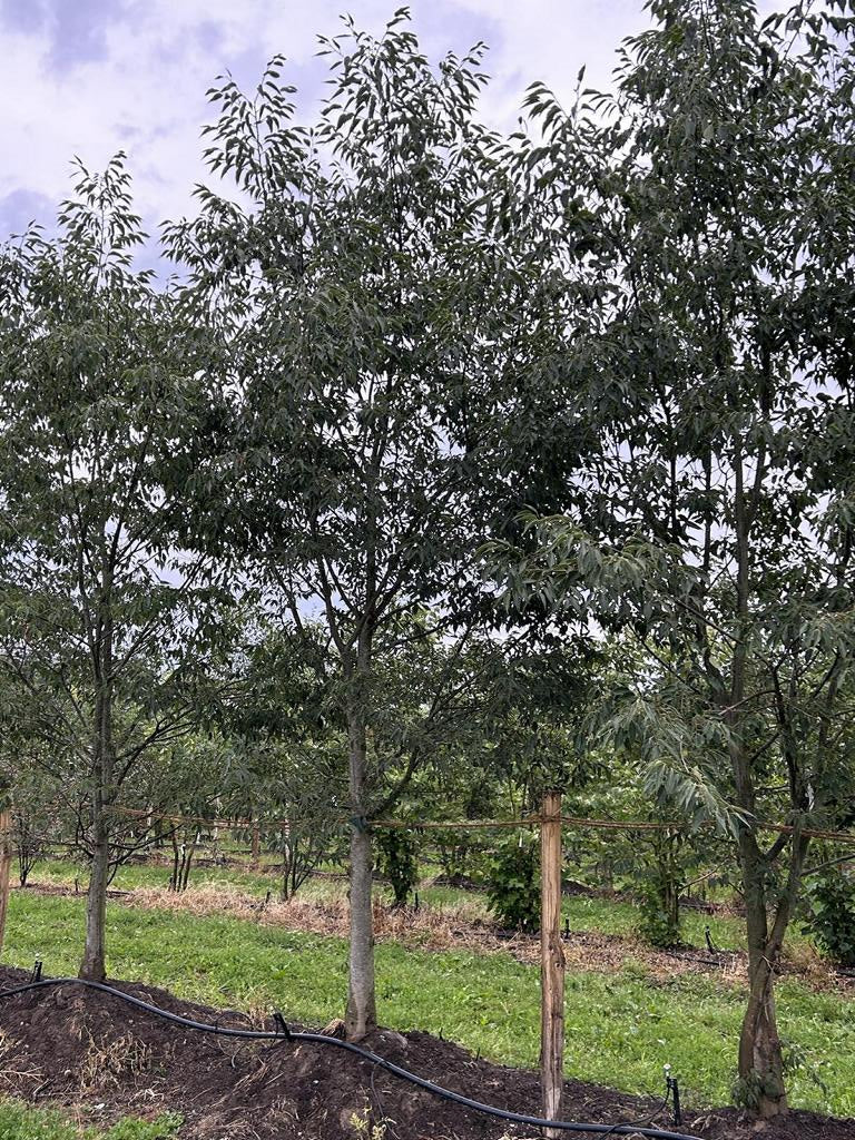 Celtis australis Schirmform