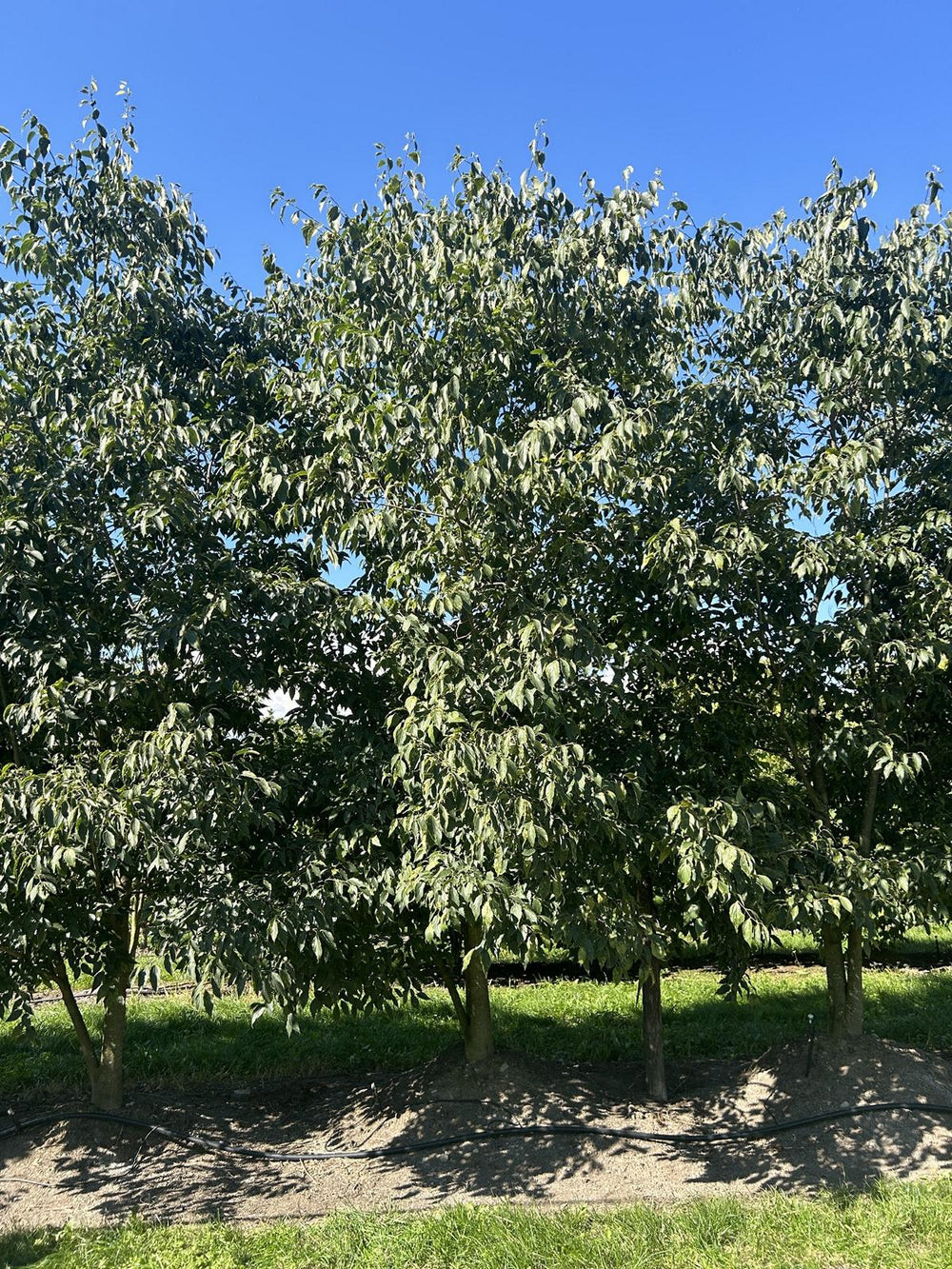 Celtis australis Schirmform