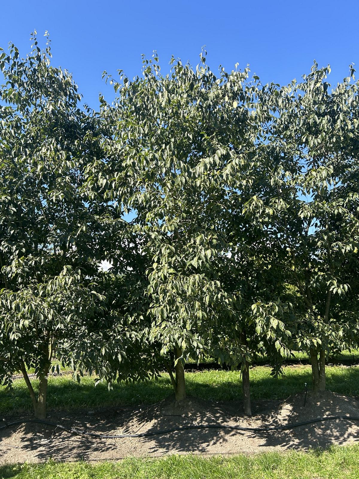 Celtis australis Schirmform