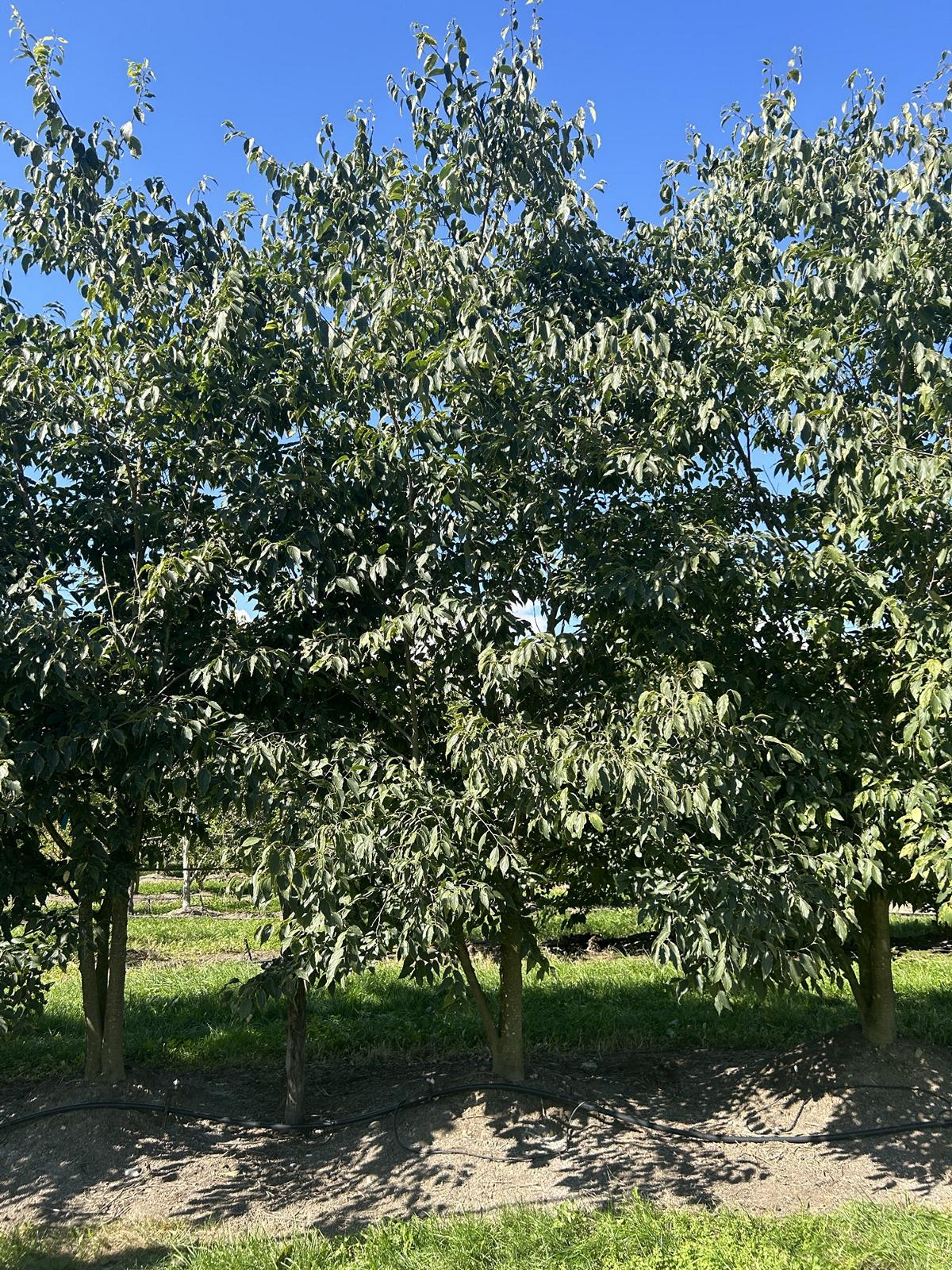 Celtis australis Schirmform