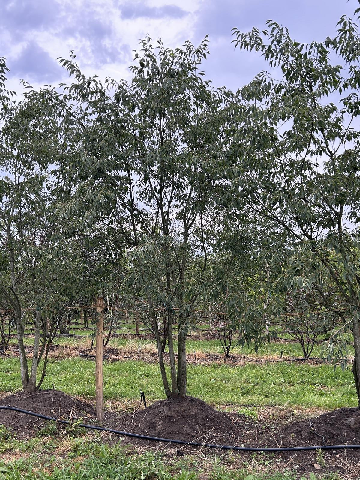 Celtis australis Schirmform