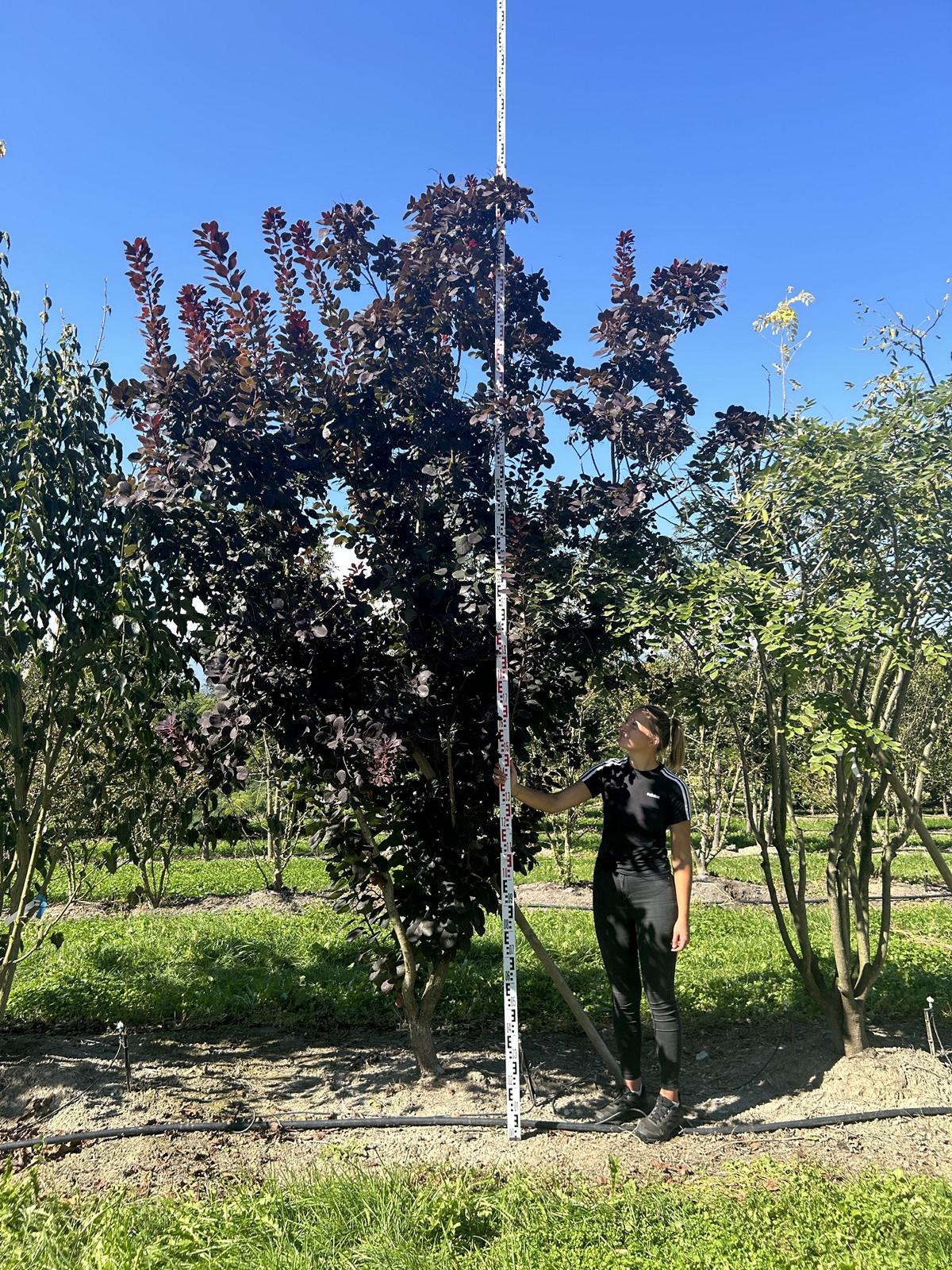 Cotinus coggygria 'Royal Purple'