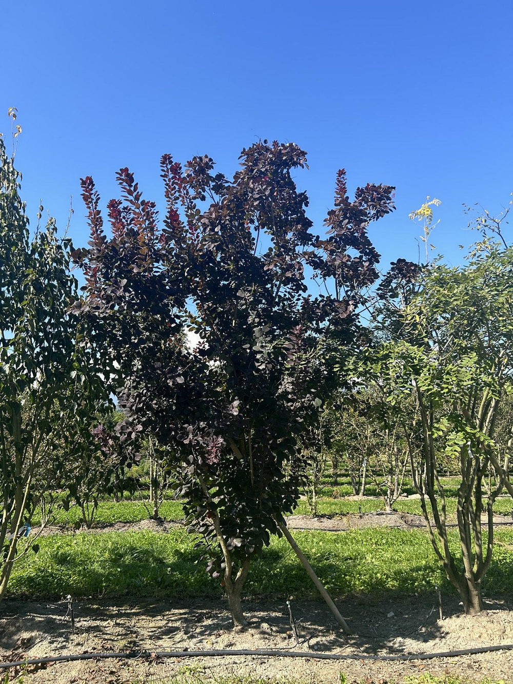 Cotinus coggygria 'Royal Purple'