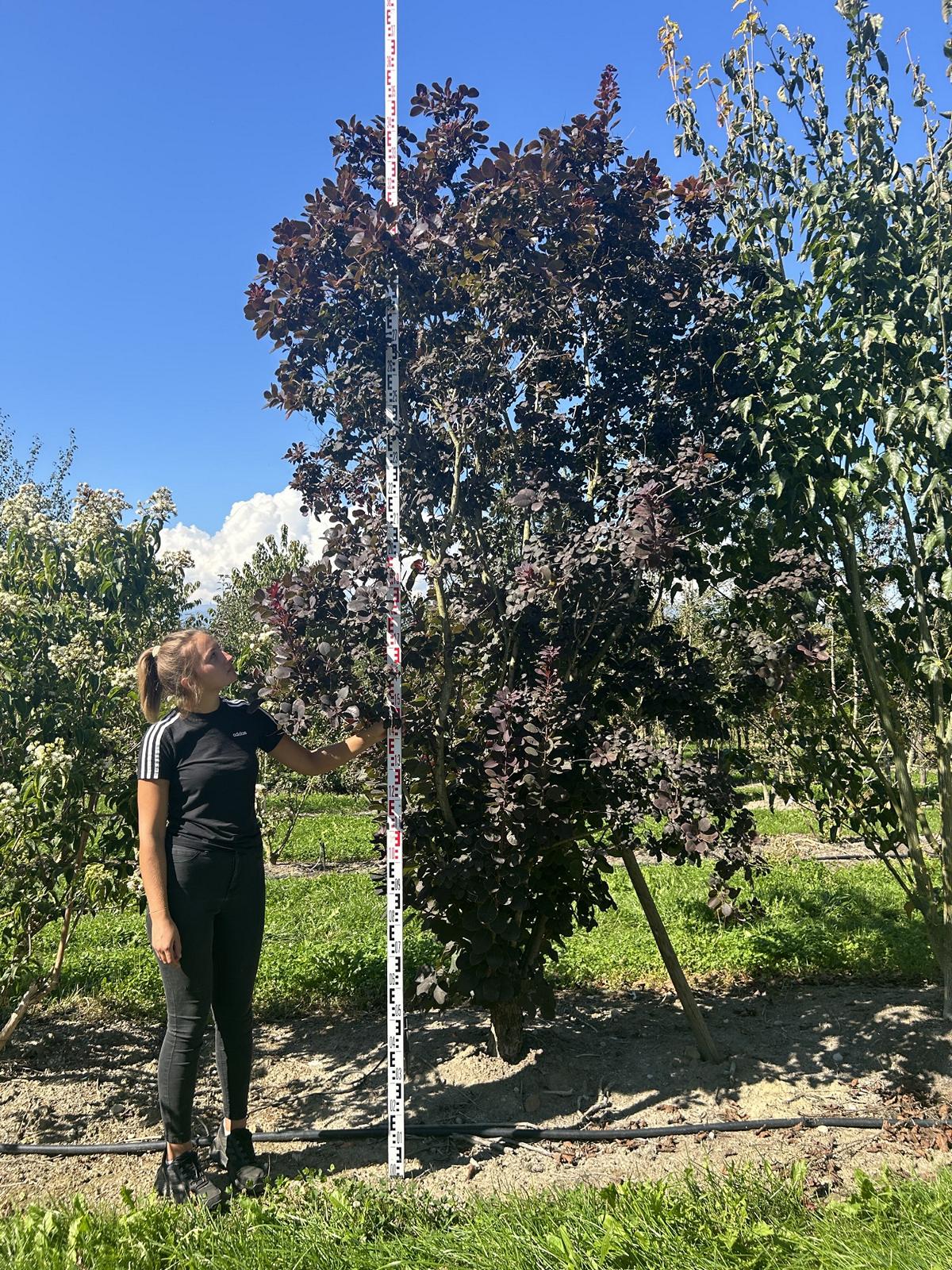 Cotinus coggygria 'Royal Purple'