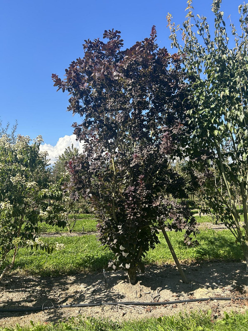 Cotinus coggygria 'Royal Purple'