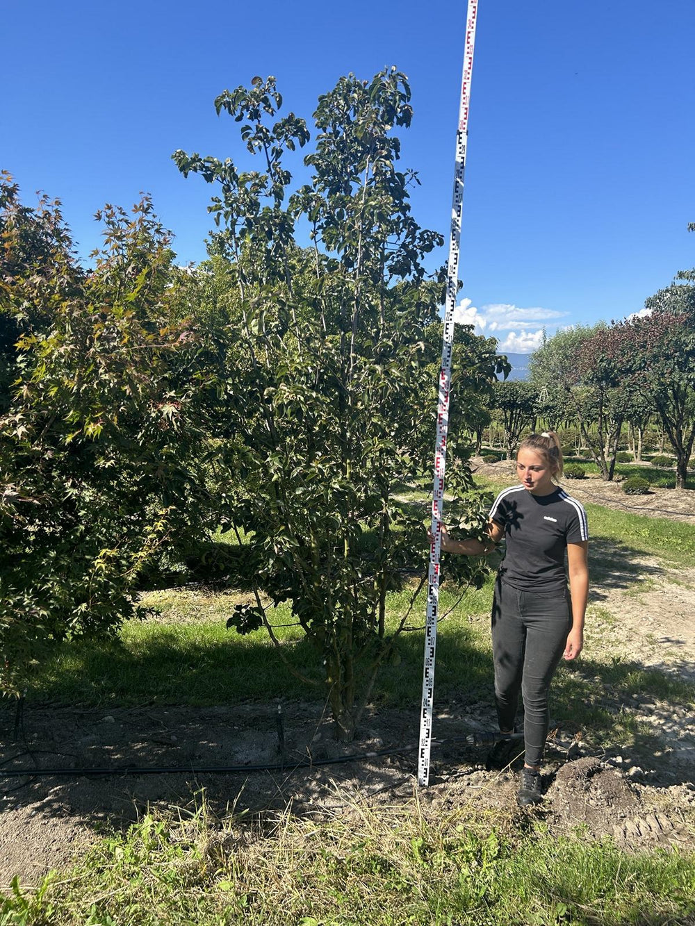 Pyrus calleryana 'Chanticleer'