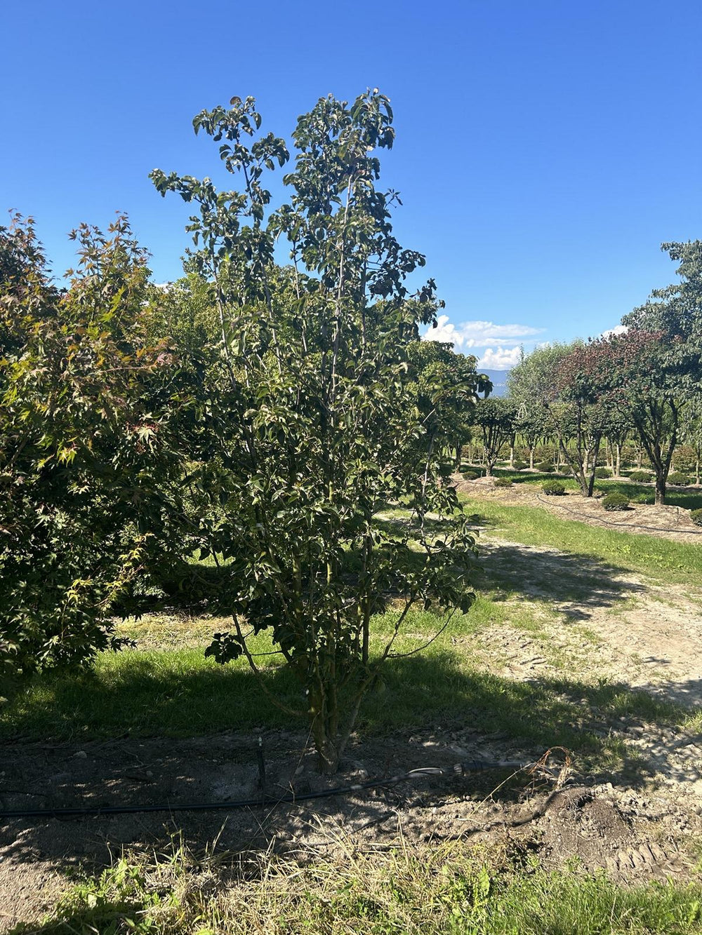 Pyrus calleryana 'Chanticleer'