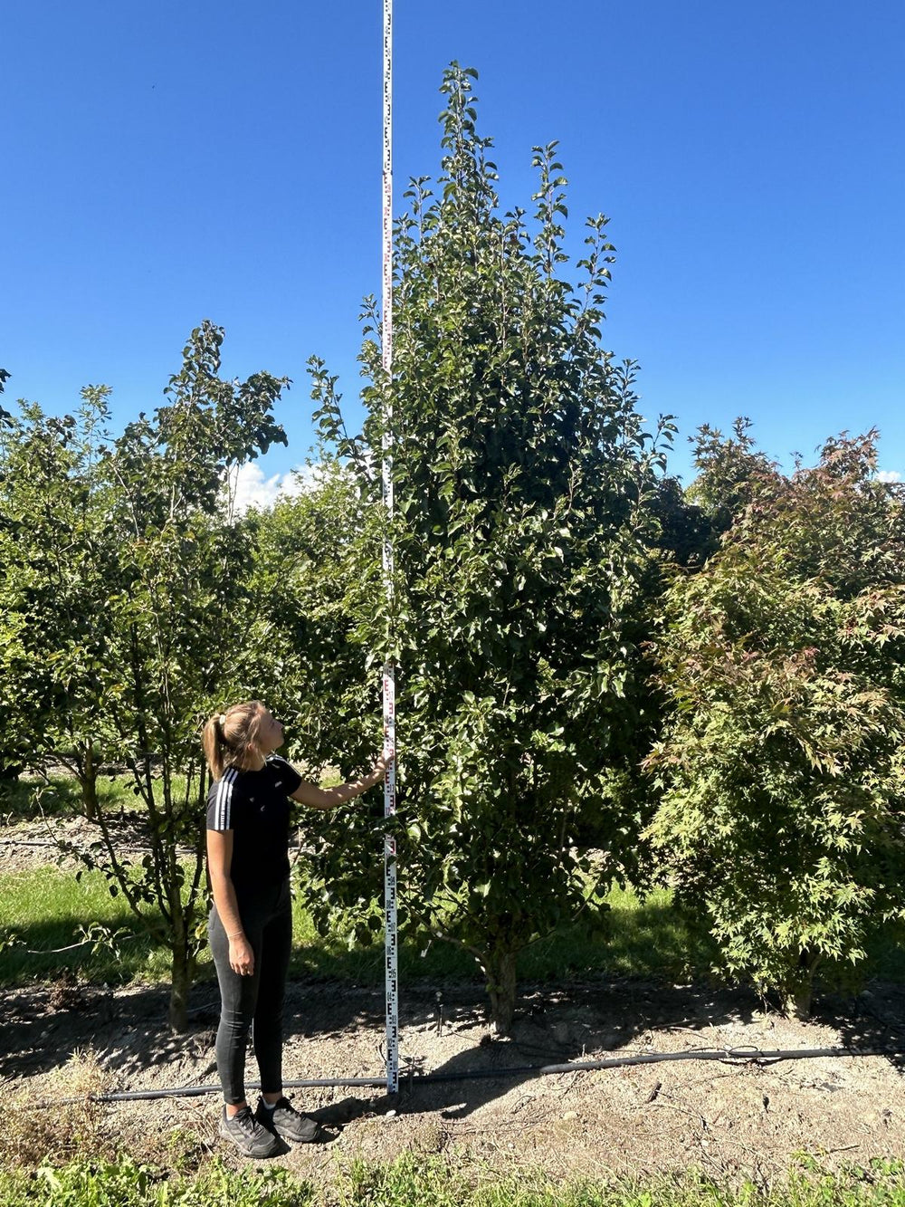 Pyrus calleryana 'Chanticleer'