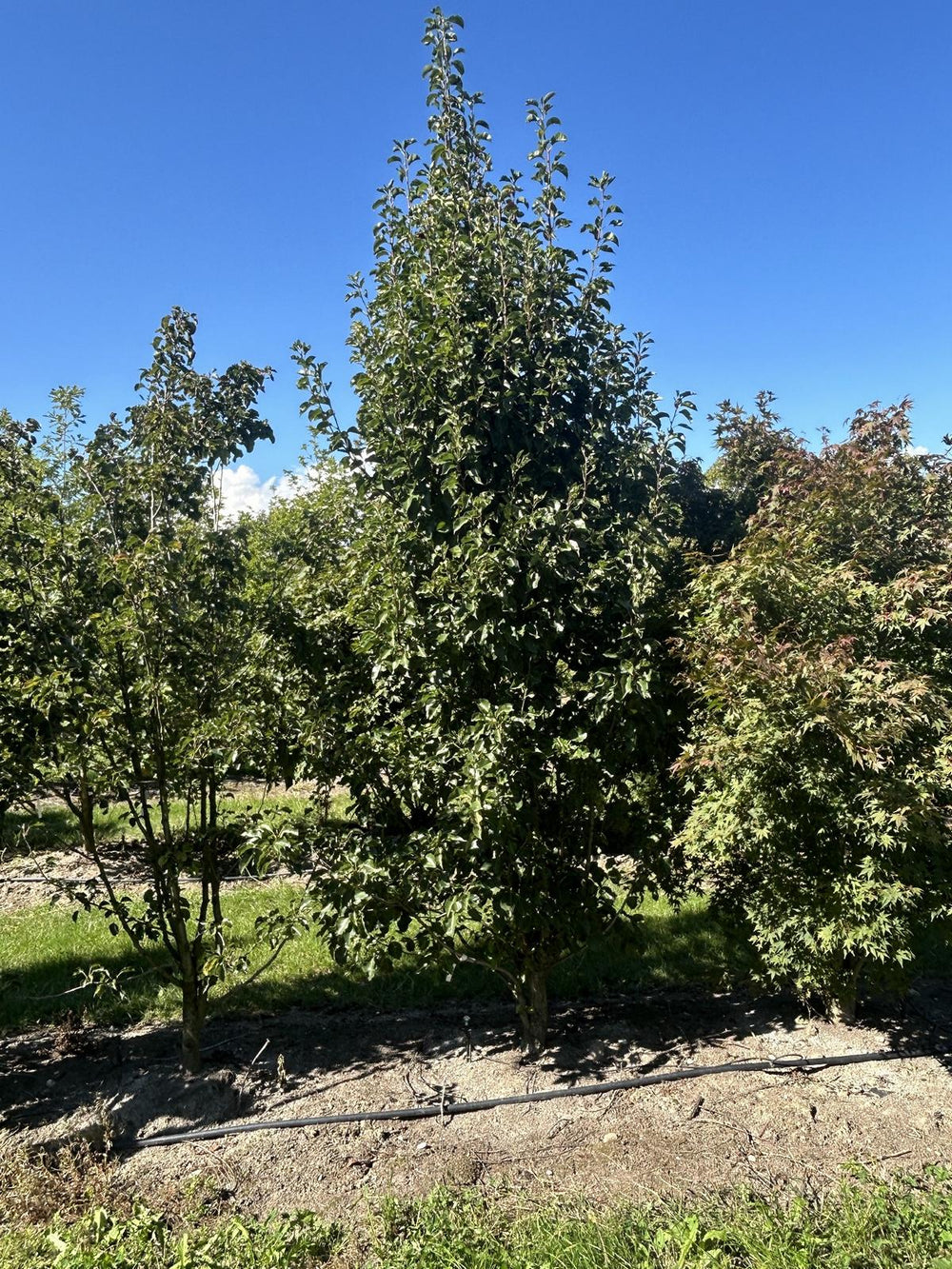 Pyrus calleryana 'Chanticleer'