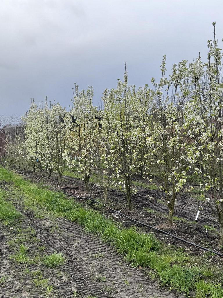 Pyrus calleryana 'Chanticleer'