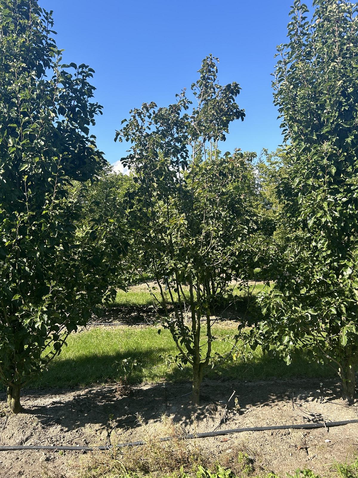 Pyrus calleryana 'Chanticleer'