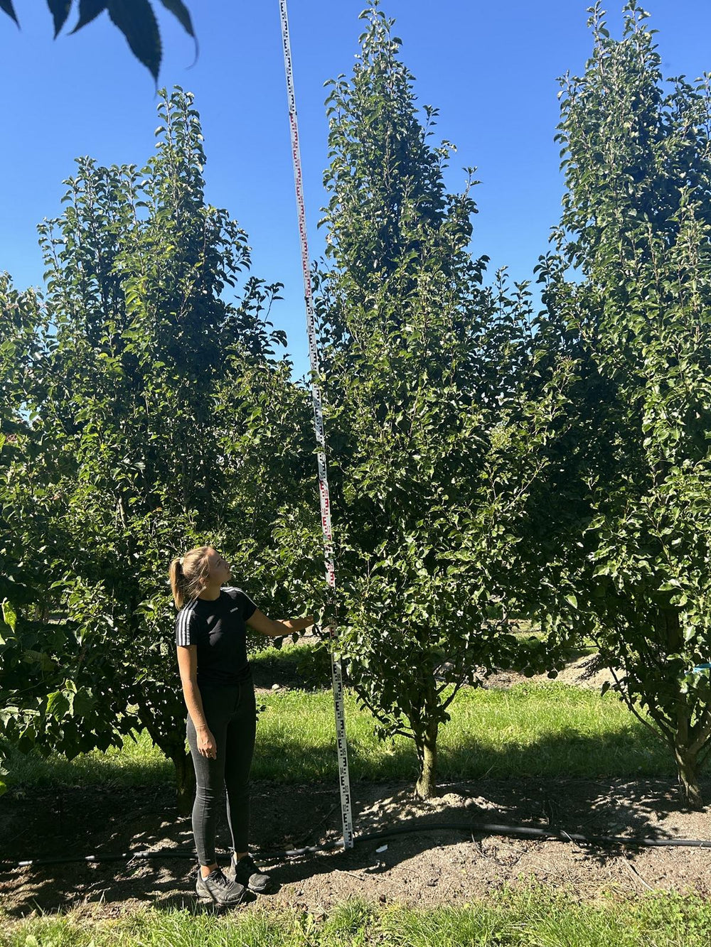 Pyrus calleryana 'Chanticleer'