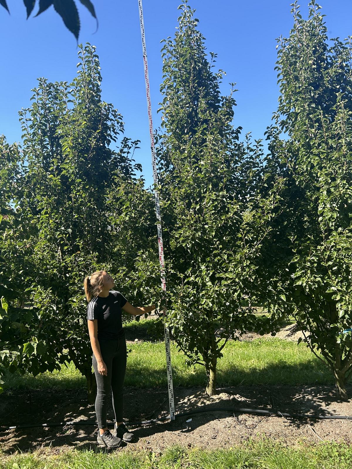 Pyrus calleryana 'Chanticleer'