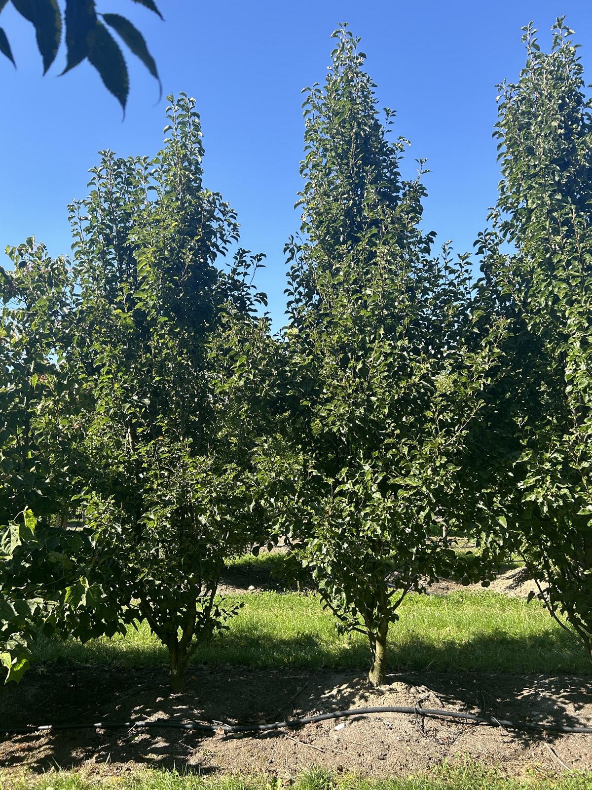 Pyrus calleryana 'Chanticleer'