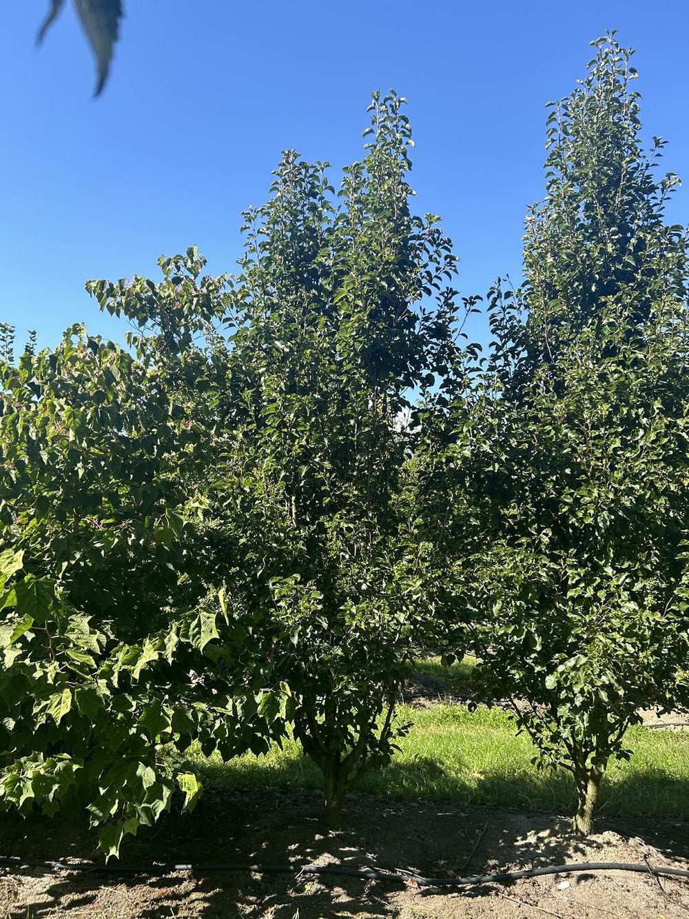 Pyrus calleryana 'Chanticleer'