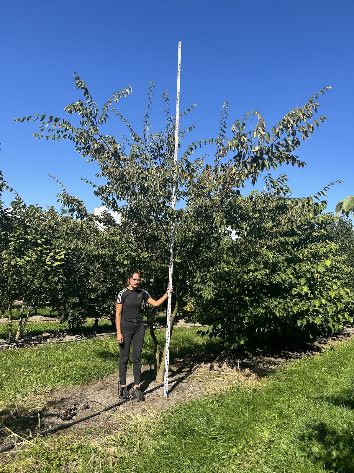 Zelkova serrata