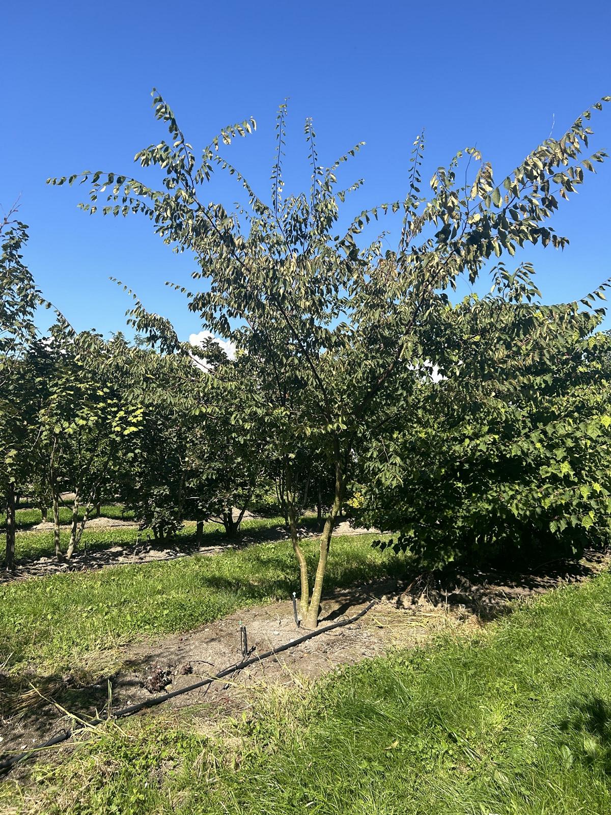 Zelkova serrata