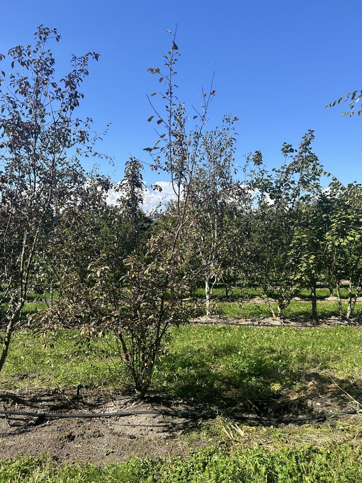 Malus 'Coccinella'