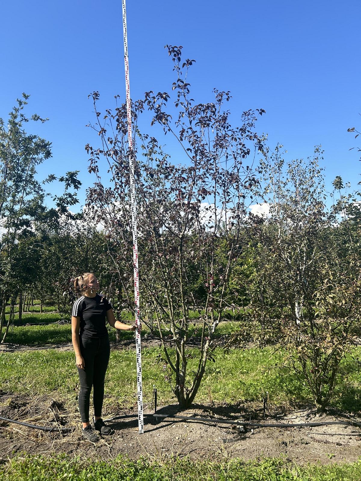 Malus 'Royalty'