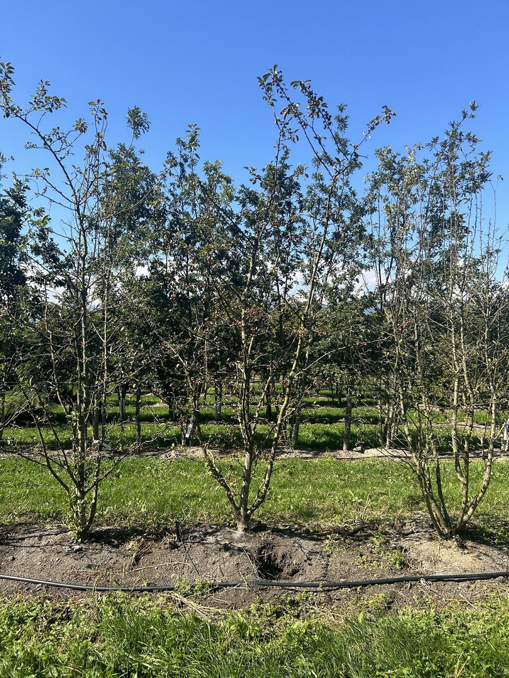 Malus 'Evereste'