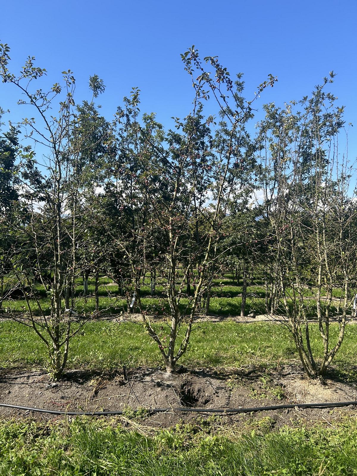 Malus 'Evereste'