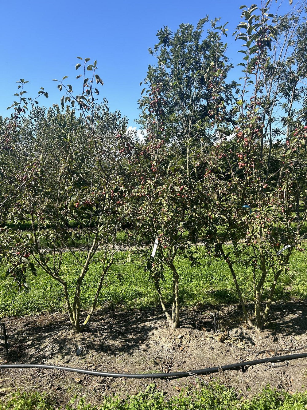 Malus 'Evereste'