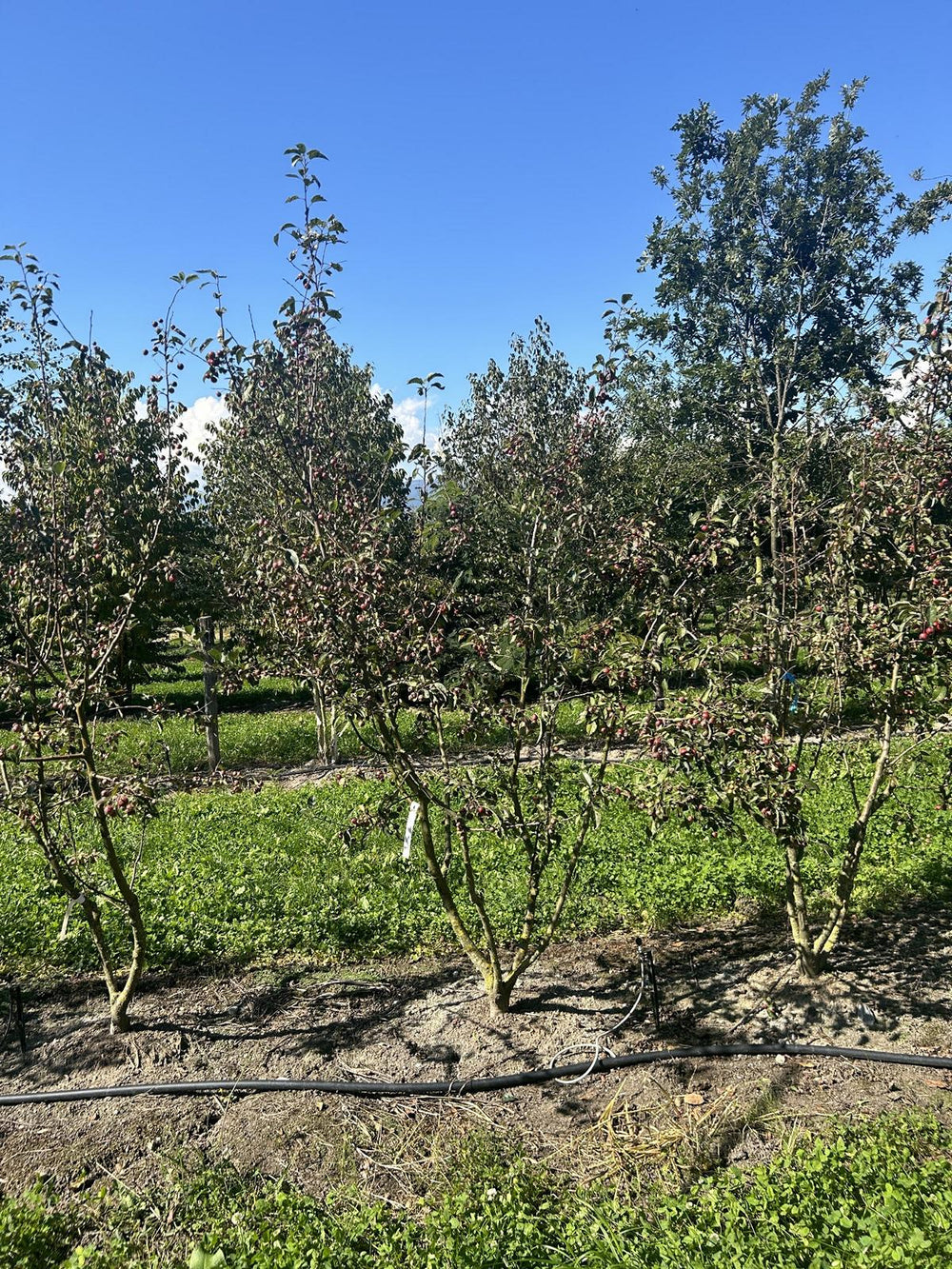 Malus 'Evereste'