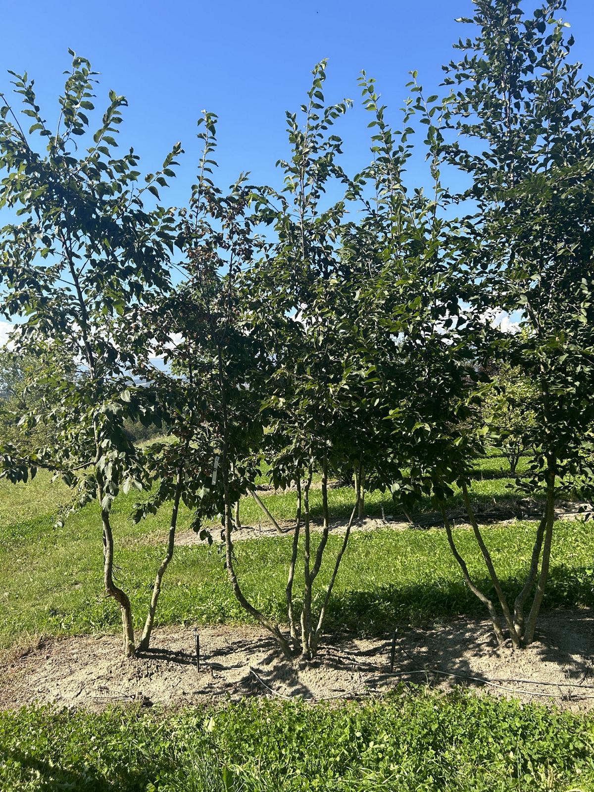 Ostrya carpinifolia