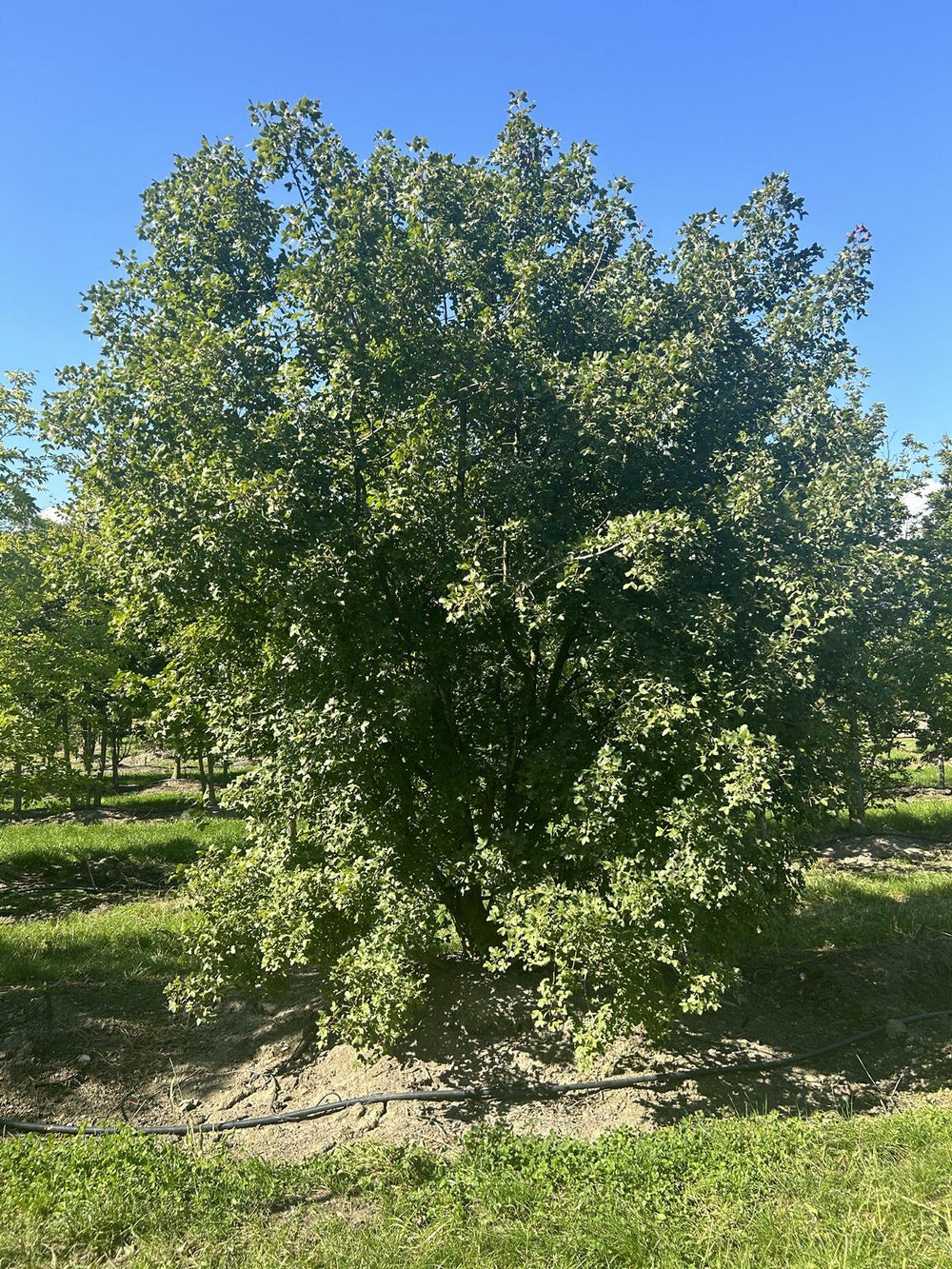 Acer monspessulanum