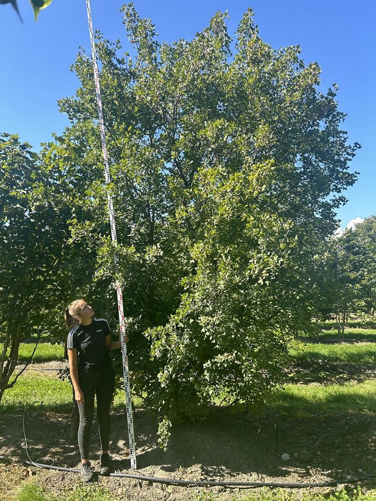 Acer monspessulanum