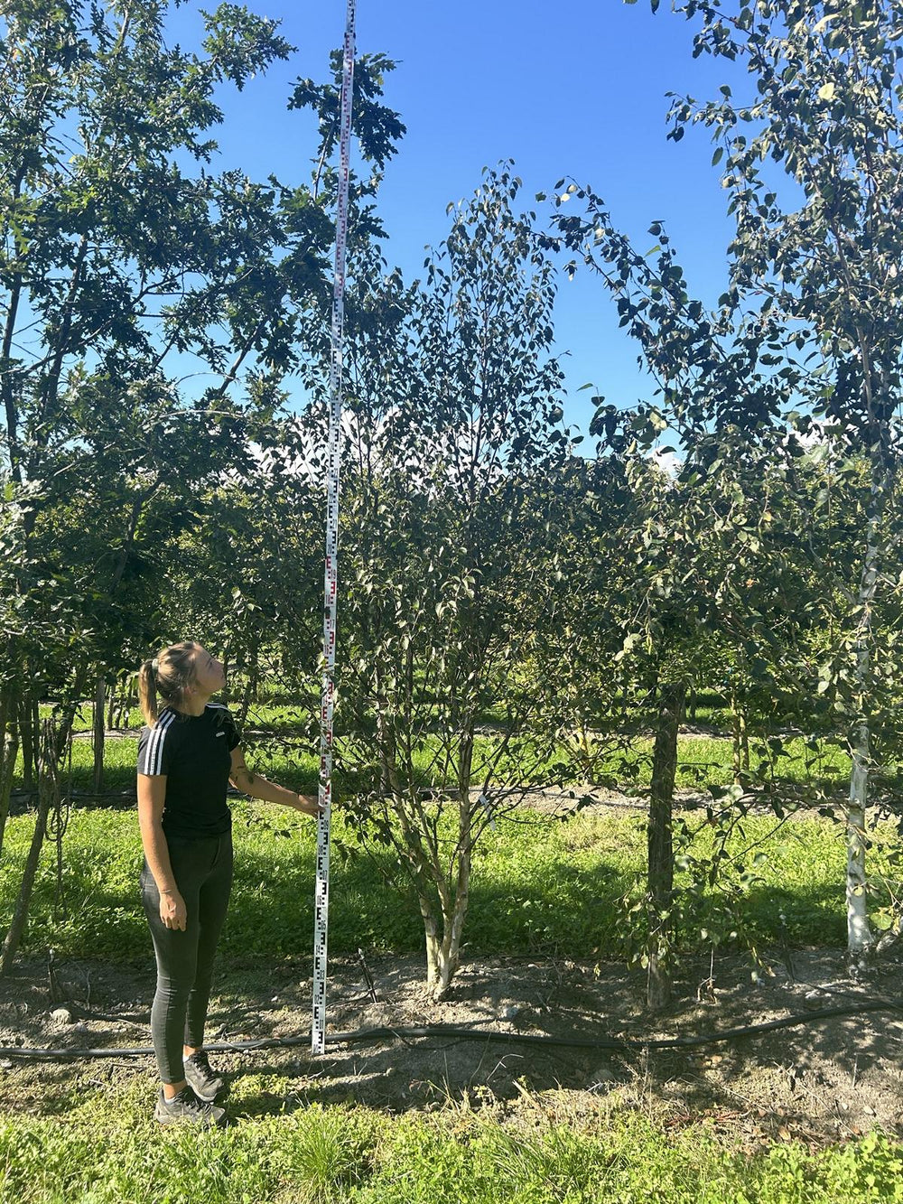 Betula utilis 'Fascination'