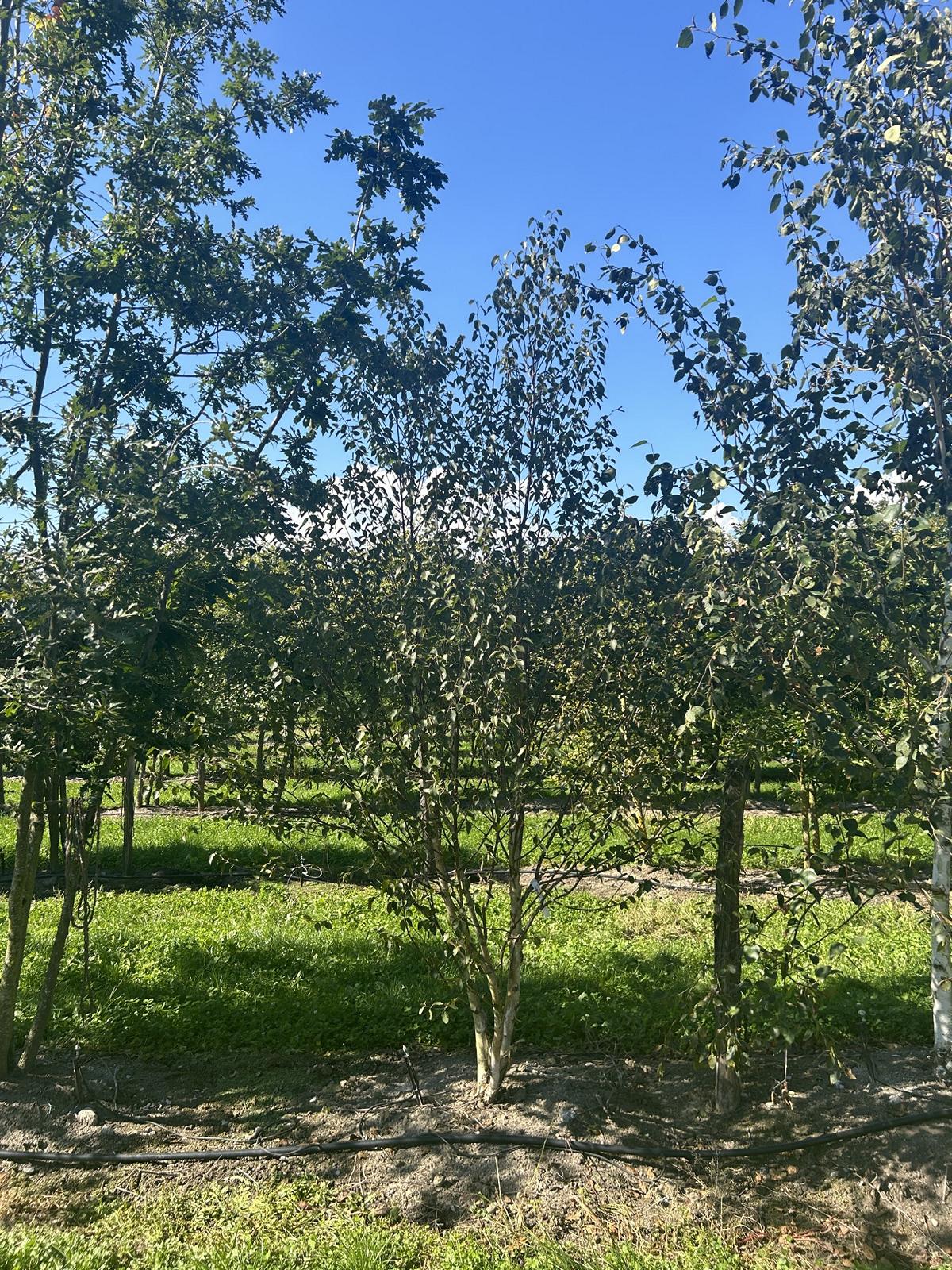 Betula utilis 'Fascination'