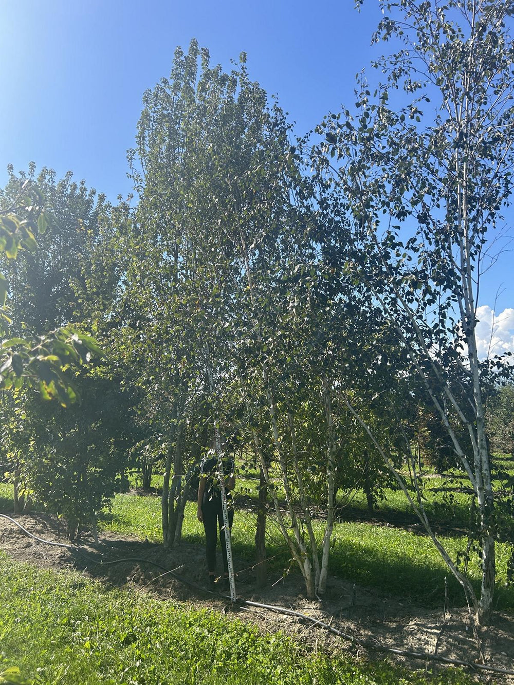 Betula utilis 'Doorenbos'