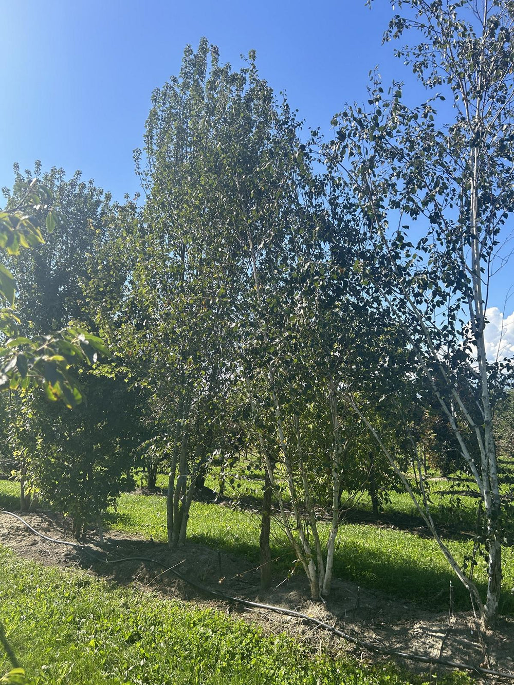 Betula utilis 'Doorenbos'