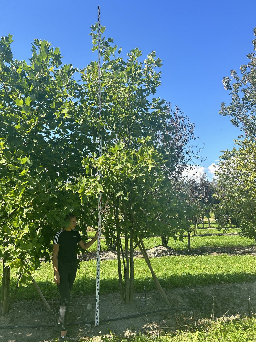 Liriodendron tulipifera